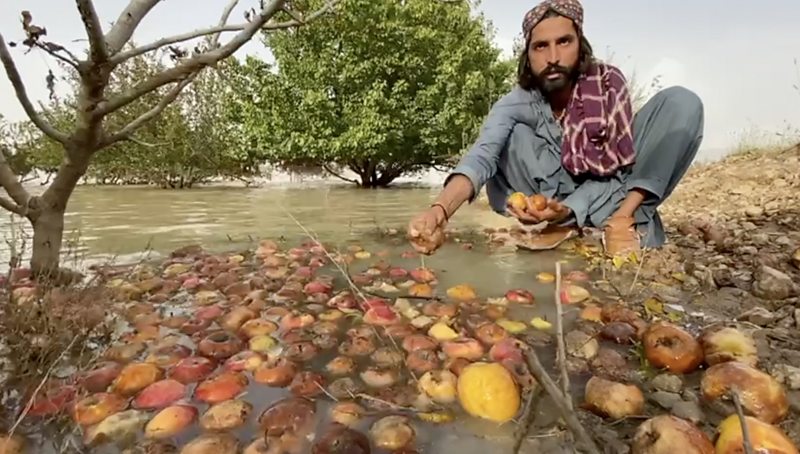 سیلاب کی وجہ سے بلوچستان میں سیب کے باغ تباہ - BBC News اردو