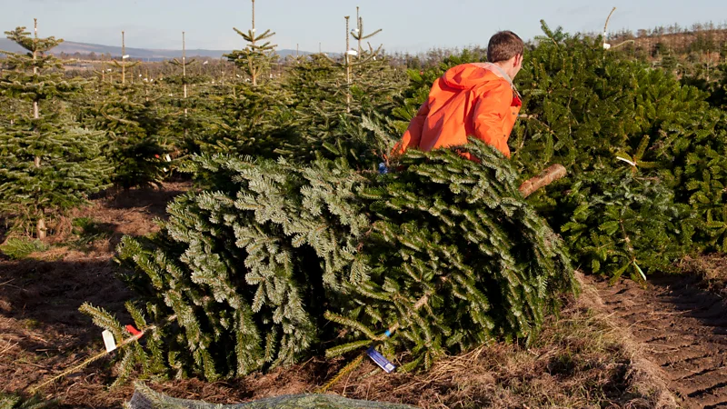 The overlooked benefits of real Christmas trees