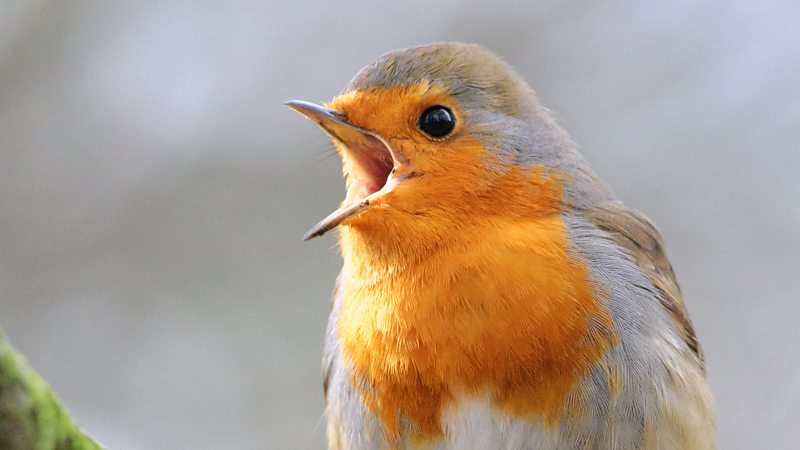 Five rare UK birds to keep a close eye out for this summer - BBC Bitesize