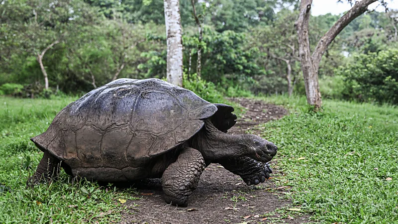 In 2017, giant Galapagos tortoises reacted dramatically to the eclipse – seeing it as a cue to mate (Credit: Getty Images)