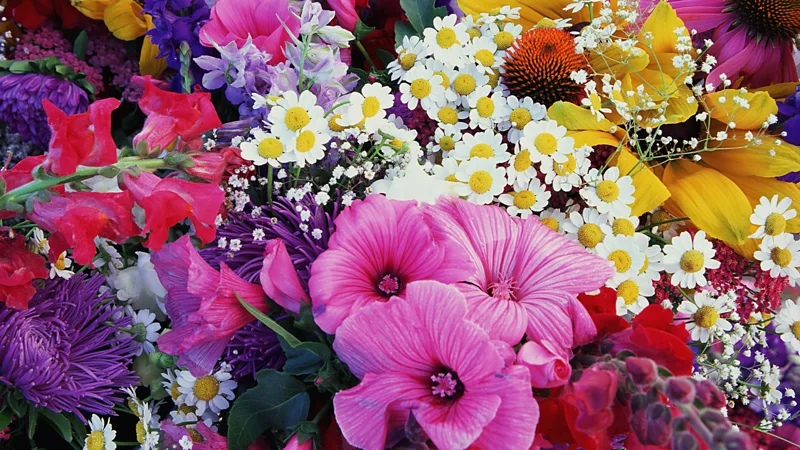 The South American country supplying Mother's Day flowers