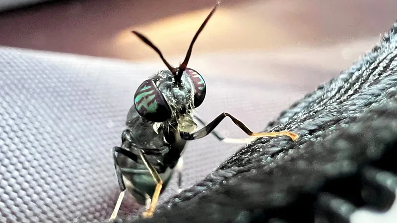 The little bug with a big appetite turning organic waste into sustainable fertiliser