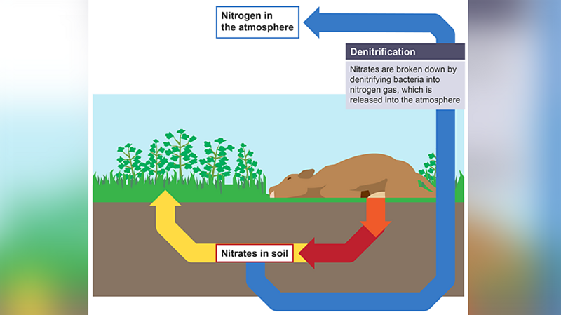 What is the nitrogen cycle in GCSE Biology? - BBC Bitesize