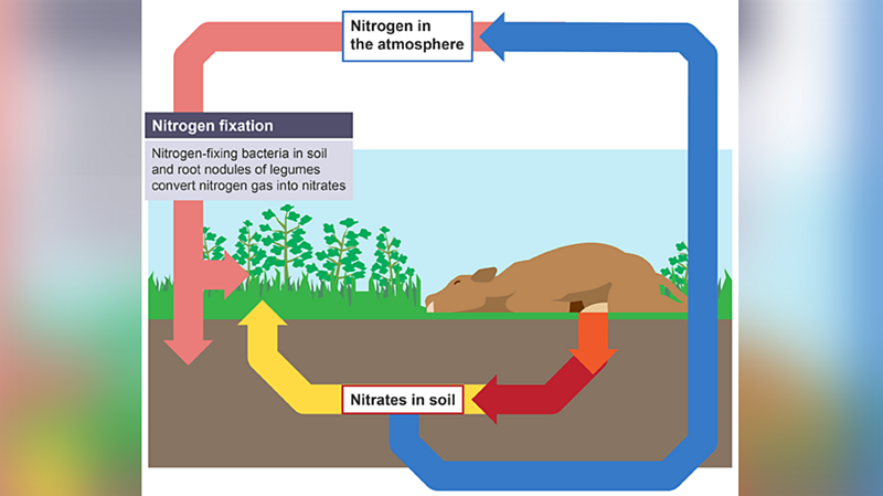 What is the nitrogen cycle in GCSE Biology? - BBC Bitesize