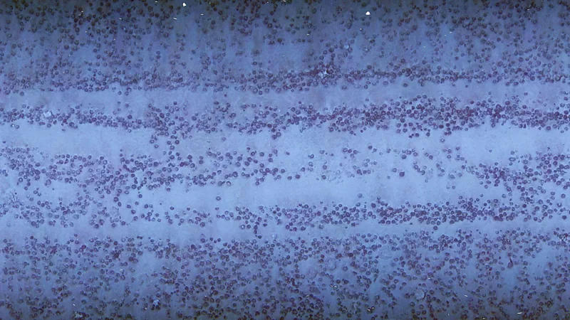 Scars from the world's first deep sea mining test 50 years on