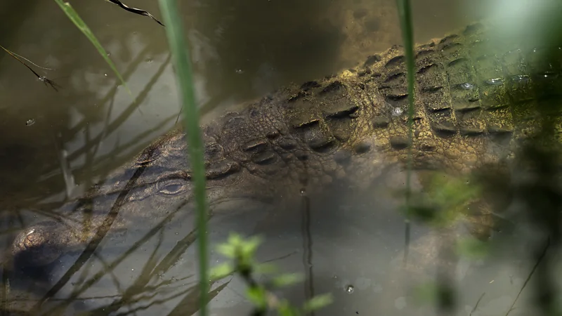 'I saw them as monsters and man-eaters': Saving the world's rarest crocodile from its bad reputation