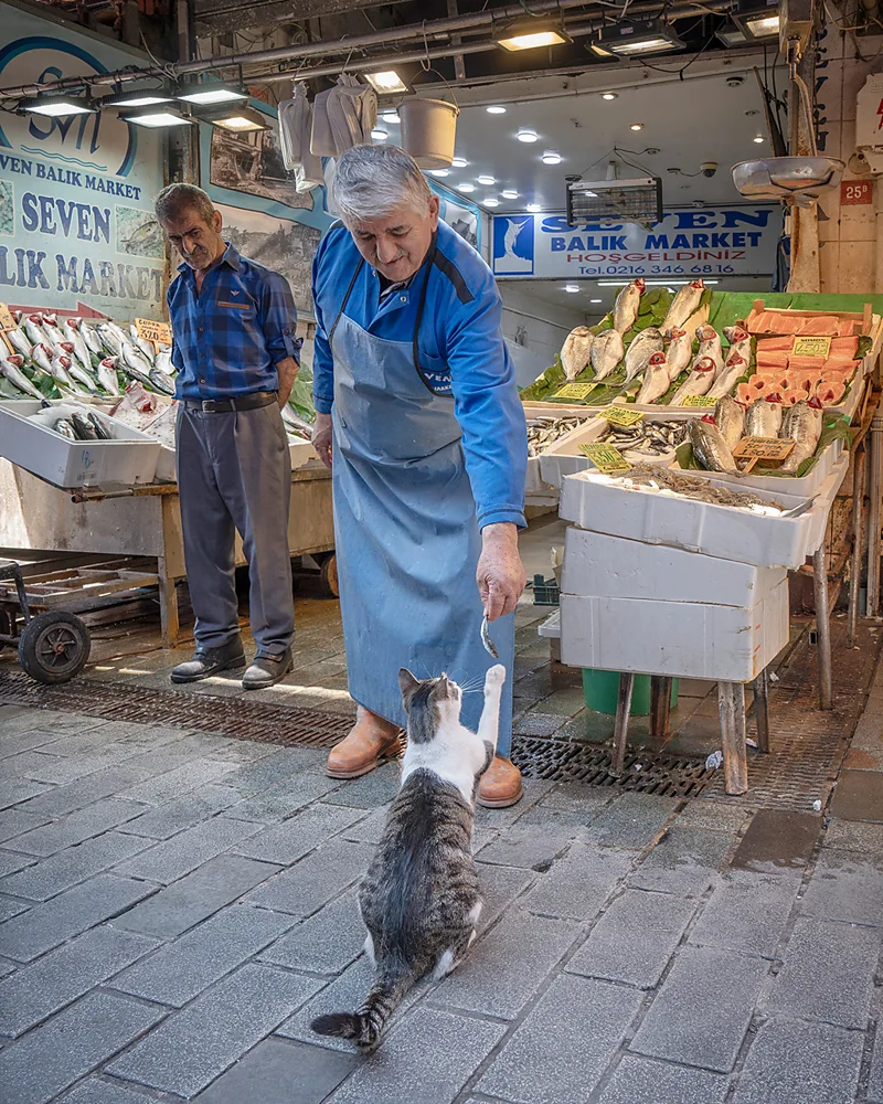 Catstanbul: Dentro de la ciudad donde los gatos dominan las calles