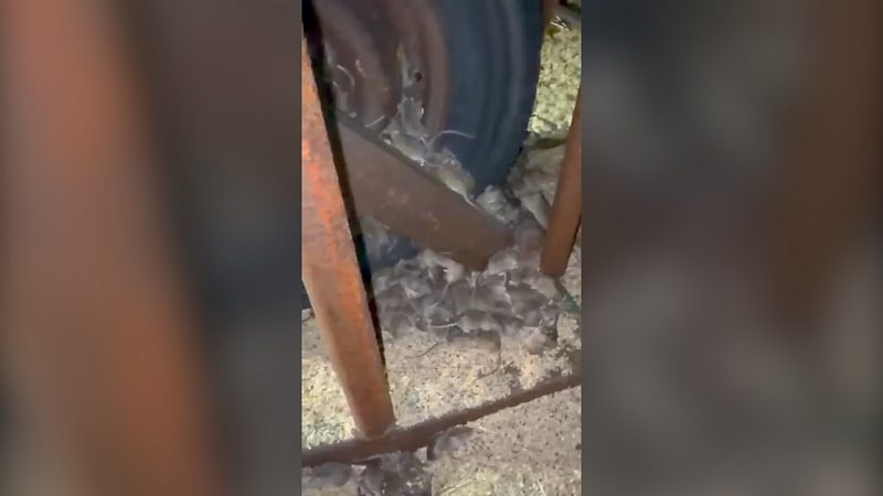 Mice burrowing in wheat next to a tyre.