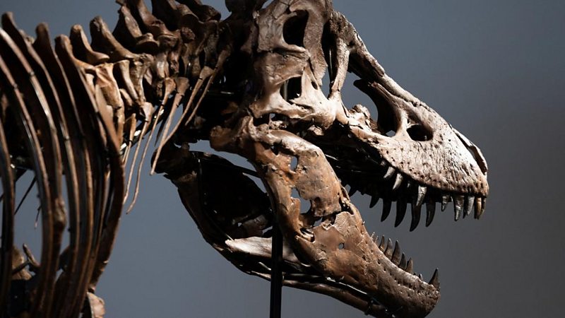 Gus the Tyrannosaurus Rex skeleton
