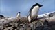 BBC One - Frozen Planet, Spring, Criminal penguins