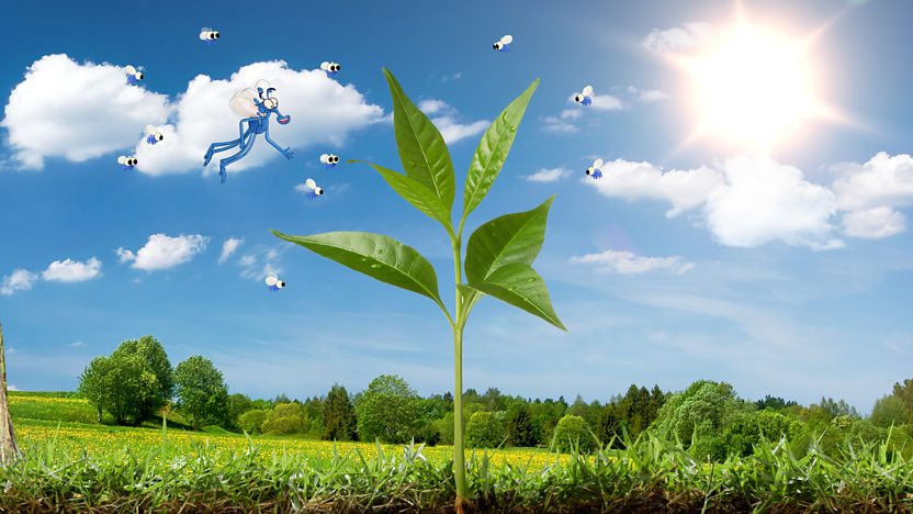 What are photosynthesis and respiration? - BBC Bitesize