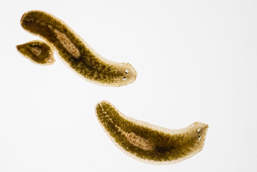 Viermele planaria, Foto BBC