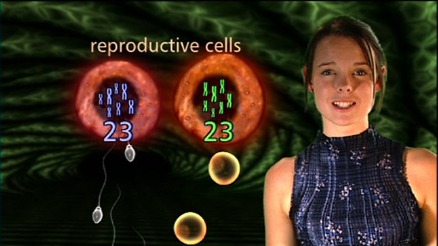 Bbc Two Ks4 Curriculum Bites Science 14 16 Current And Voltage In Series And Parallel Circuits 5704