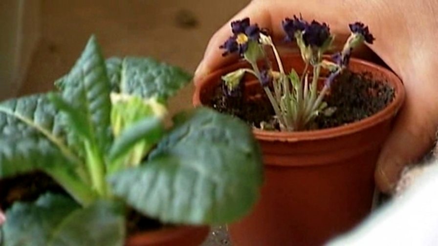 BBC Two Science Clips, Helping Plants Grow Well, Why do plants have