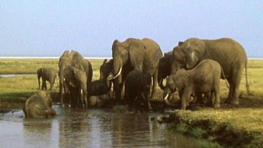 BBC Two Bitesize Primary, Darwin's Album, Favourable Characteristics