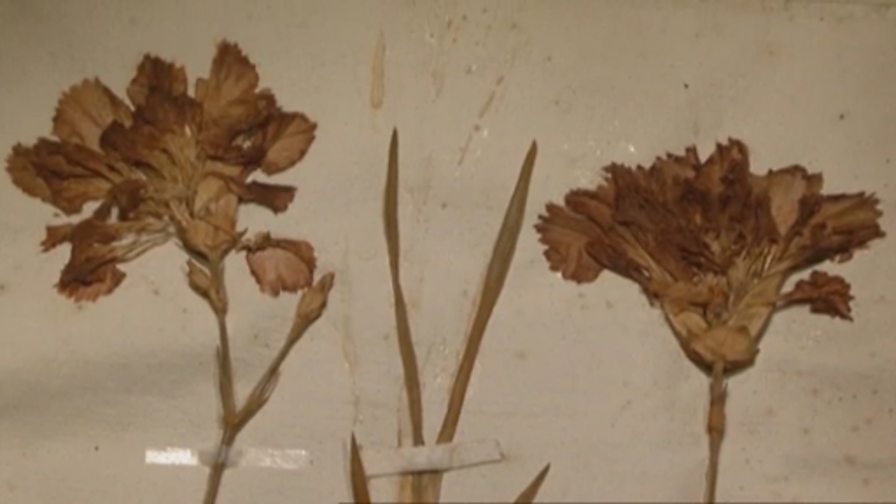 BBC Four Botany A Blooming History