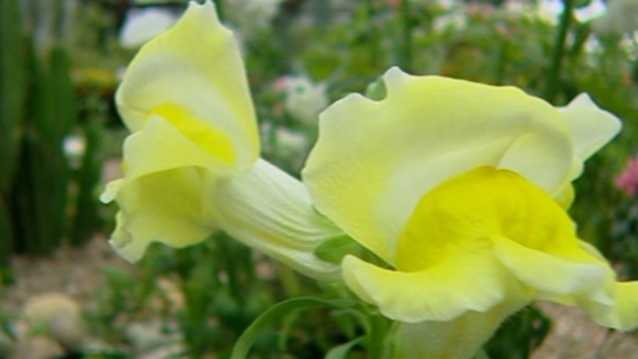 BBC Four Botany A Blooming History