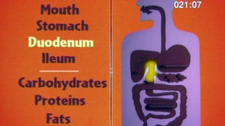 BBC Two Key Stage Three Bitesize Revision, Science 1, Digestion in
