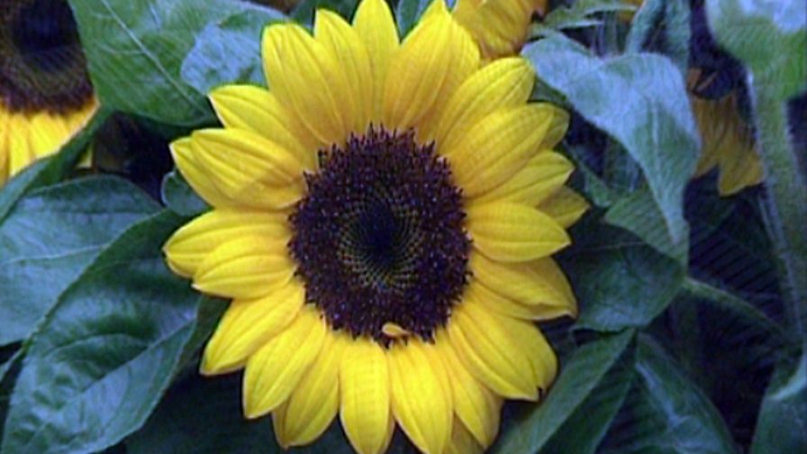BBC Two KS1 Science Clips, Growing Plants, Plants are living things