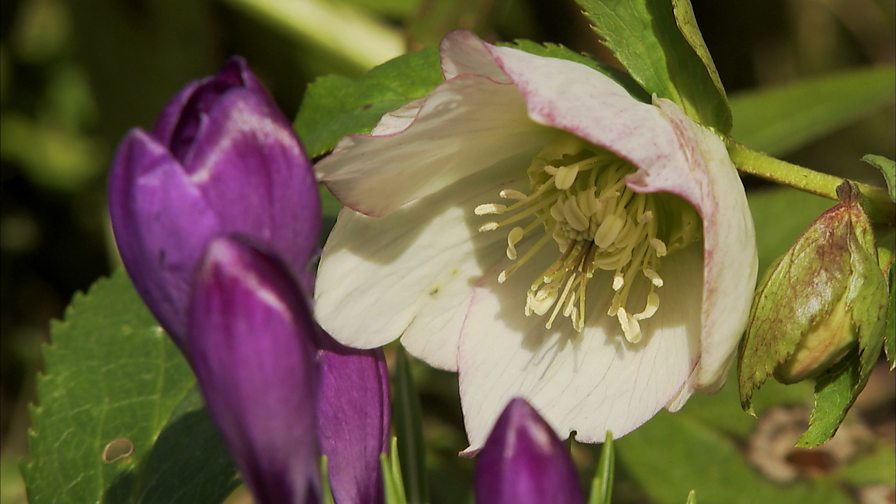 BBC Two - Life in a Cottage Garden with Carol Klein