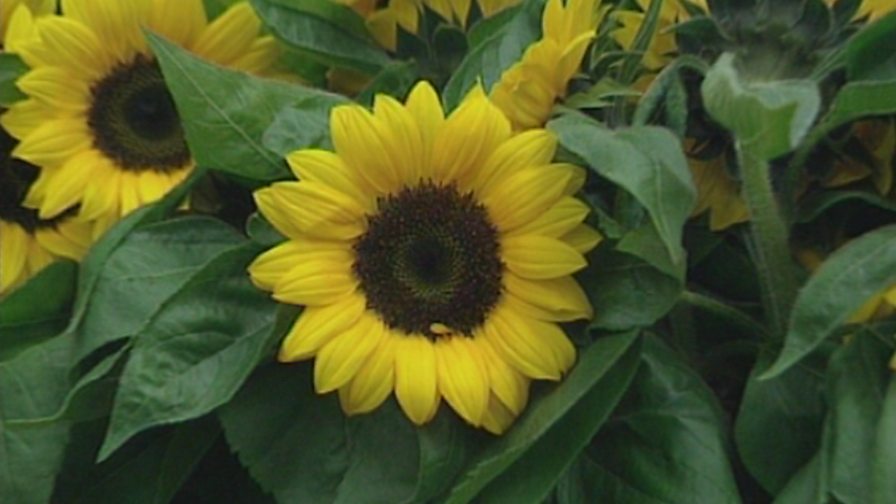 BBC Two KS1 Science Clips, Growing Plants, Plants are living things