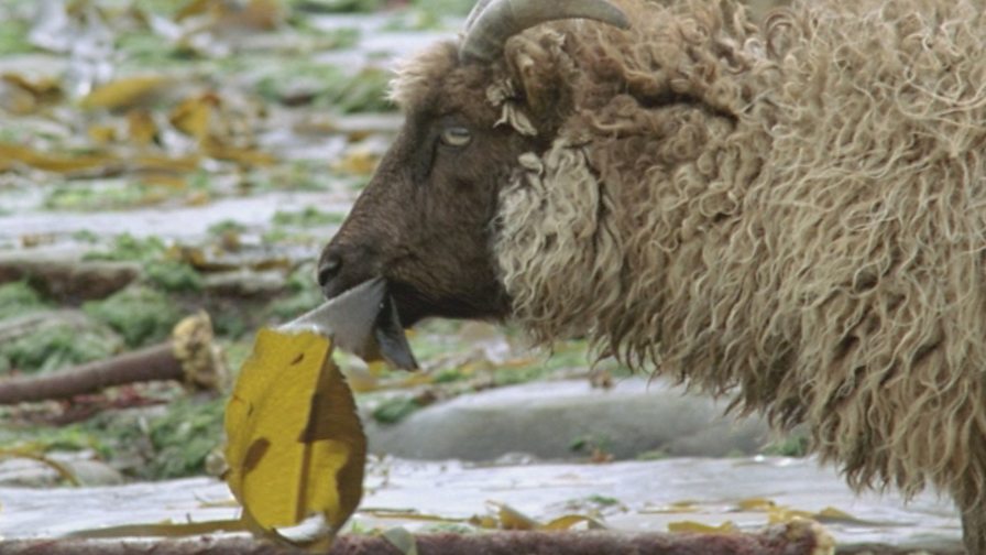 BBC Two Hairy Bikers' Best of British, Series 2, Sheep, Lamb kofta curry