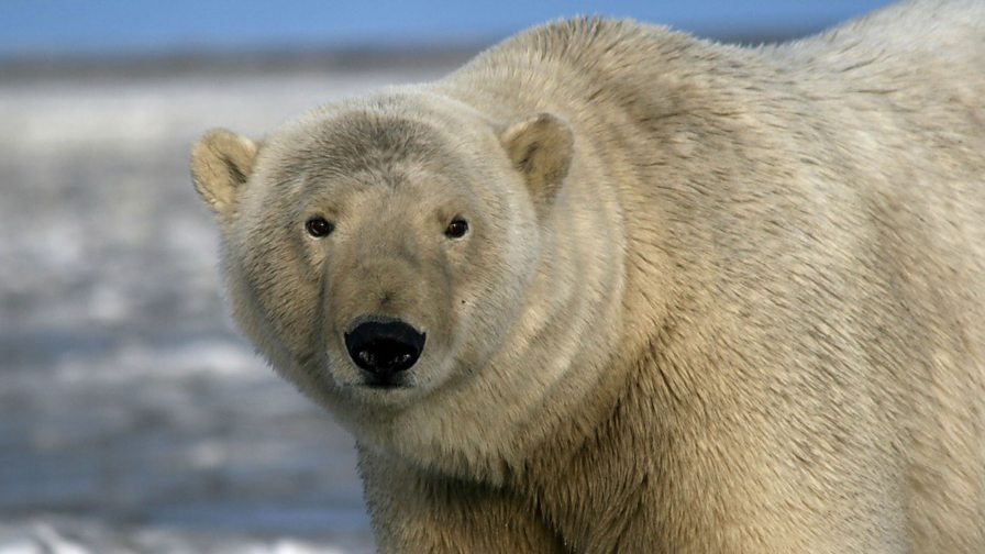 BBC Radio 5 Live - Men's Hour, How to survive a polar bear attack!