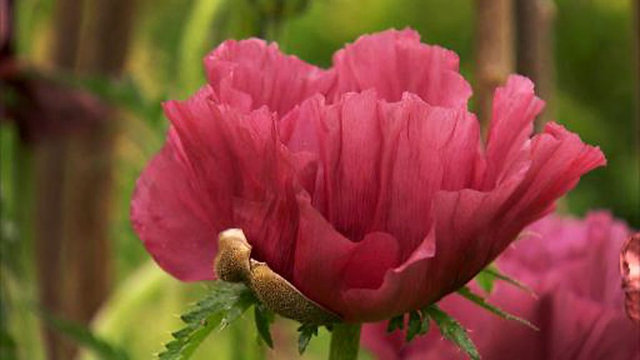 BBC Two Gardeners' World, 2011, Episode 11, DIY plant supports