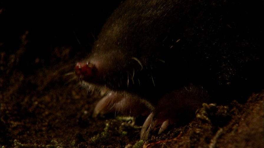BBC Two The Burrowers Learning Zone, How do moles live underground?