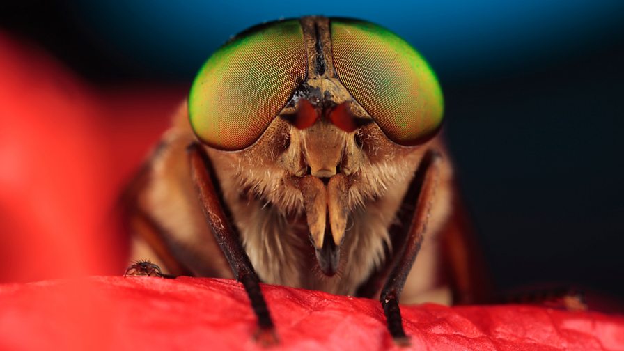 BBC Four - Insect Worlds