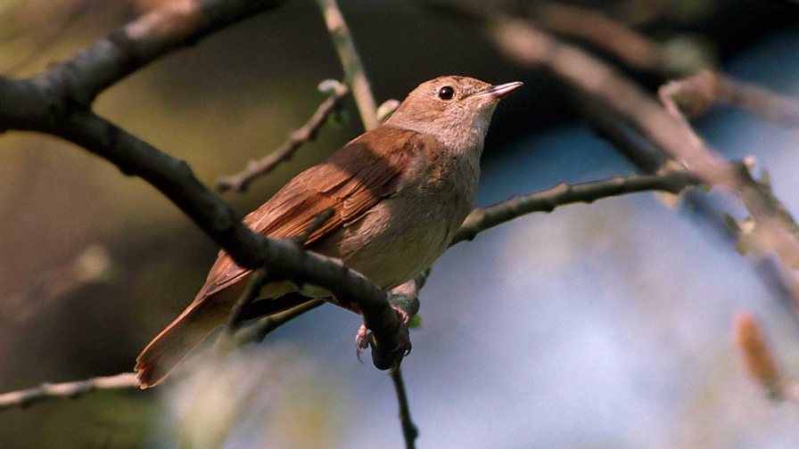 BBC Dawn Chorus
