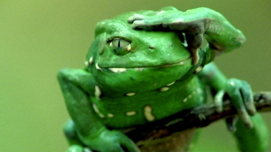 BBC Two Natural World, 20142015, Attenborough's Fabulous Frogs