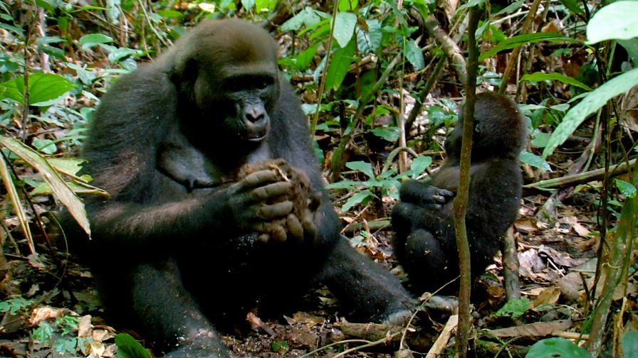 BBC Four - The Wonder of Animals - Wonder facts: Great apes