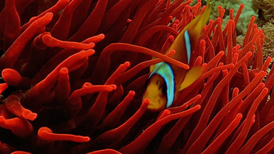 BBC Two Wild Africa, Coasts, Treeclimbing fish