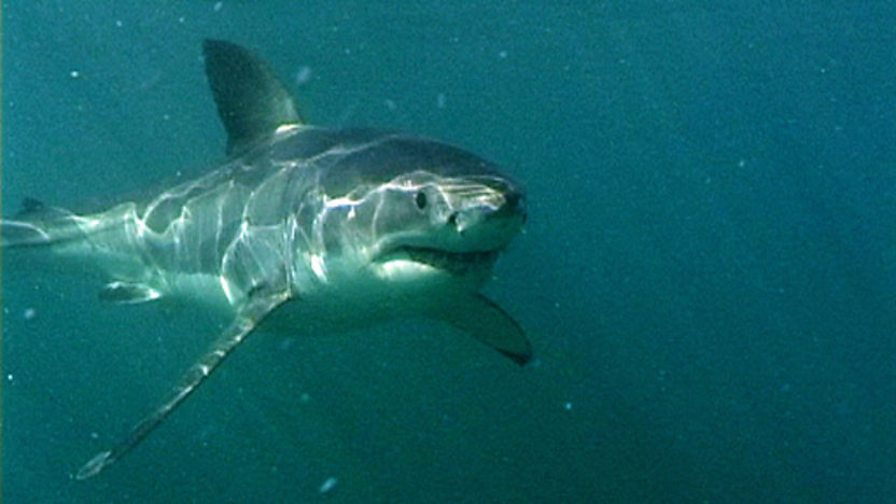 BBC Two Wild Africa, Coasts, Treeclimbing fish