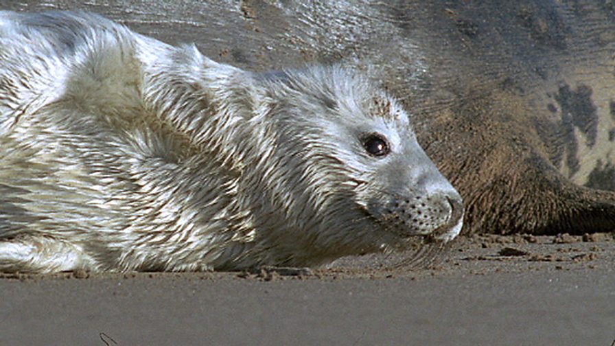 BBC Two Living Britain, WINTER REFLECTIONS, Seal blubber