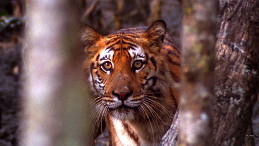 BBC Two - Natural World, 2008-2009, Man-Eating Tigers of the Sundarbans