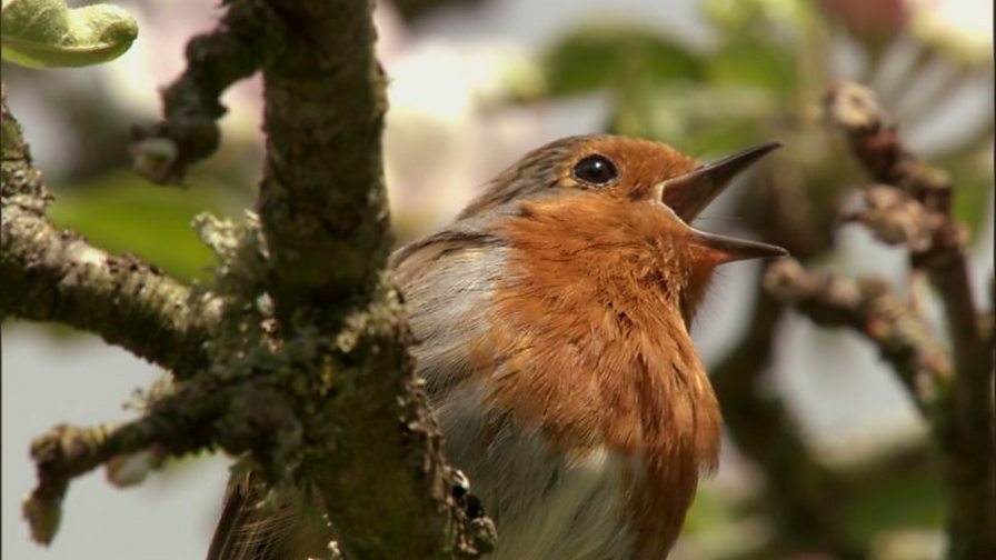 BBC Two - Gardeners' World, 2011, Episode 8, GARDENING FOR WILDLIFE