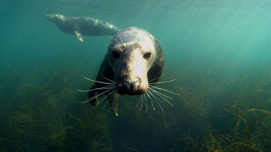 BBC Two - The Animal's Guide to Britain, Coastal Animals