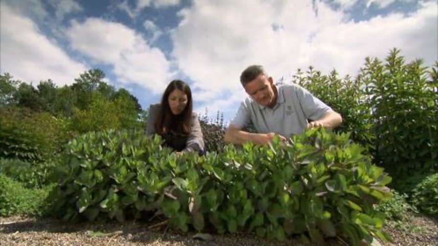 BBC Two Gardeners' World, 2011, Episode 11, DIY plant supports
