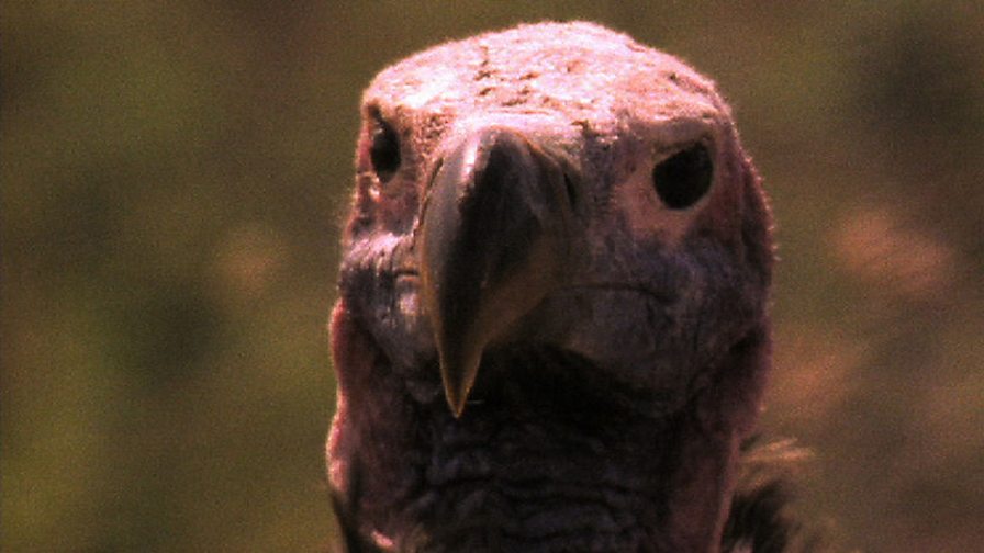 BBC Four The Life of Birds, MeatEaters, Carnivorous parrots