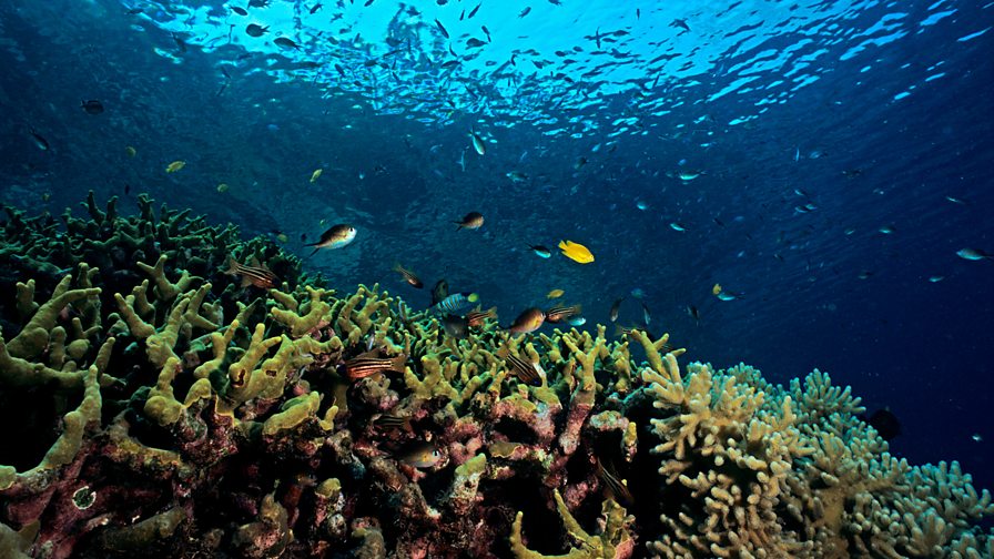 BBC Radio 4 Natural Histories, Coral, How coral islands are formed