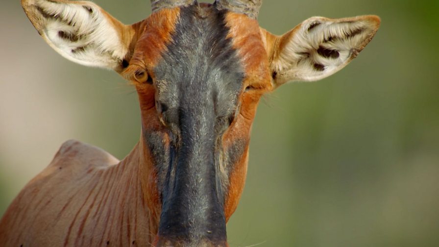 BBC Two World's Sneakiest Animals, Series 1