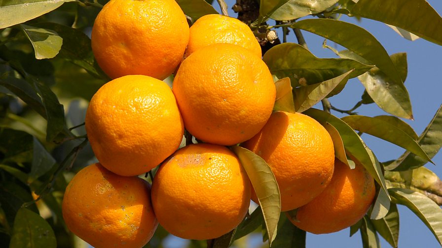 BBC Radio 4 Drama on 4, Oranges Are Not the Only Fruit