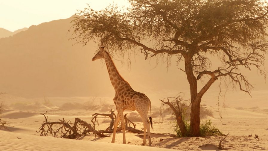 BBC Two Natural World, 20162017, Giraffes Africa's Gentle Giants, The importance of giraffes