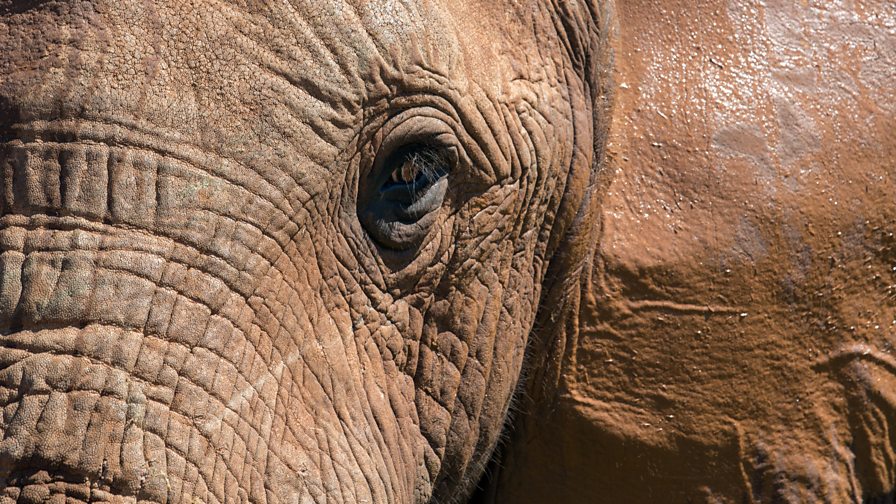 BBC Radio 4 Natural Histories, Elephant, Can elephants paint?
