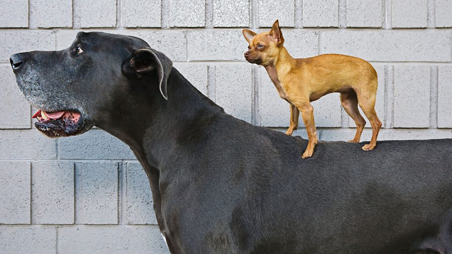 BBC World Service - CrowdScience, Why are Dogs so Different?
