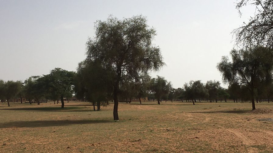 BBC World Service Discovery, Africa’s Great Green Wall, Africa's