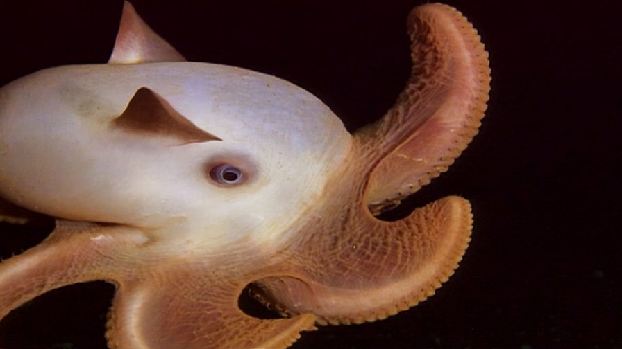 bbc-one-the-blue-planet-the-deep-dumbo-octopus