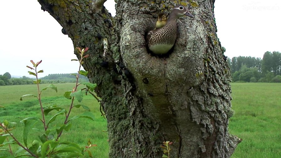 BBC Two Springwatch, Mandarin ducklings take the big jump out of